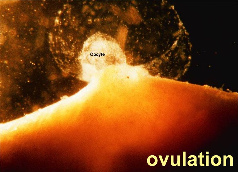 ovulation photo.jpg